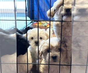 Maltipoo-Shih Tzu Mix Litter for sale in CHENEY, WA, USA