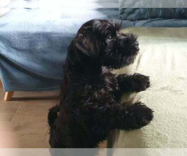 Medium Photo #7 Schnauzer (Miniature) Puppy For Sale in Hatvan, Heves, Hungary