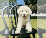 Small Photo #11 Great Pyrenees Puppy For Sale in OCALA, FL, USA