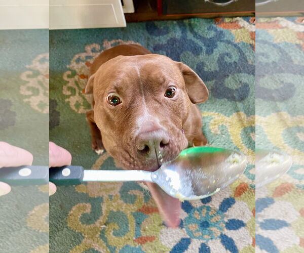 Medium Photo #7 Mutt Puppy For Sale in Mount Laurel, NJ, USA