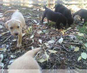 Labrador Retriever Dogs for adoption in GRANTS PASS, OR, USA