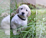 Small #3 Golden Retriever