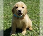 Small Photo #6 Golden Retriever Puppy For Sale in LAKELAND, FL, USA