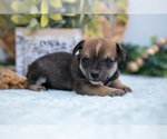 Puppy Nikki Chihuahua-Chorkie Mix