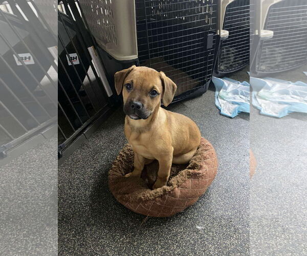 Medium Photo #5 English Mastweiler Puppy For Sale in Oro Medonte, Ontario, Canada
