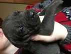 Small Photo #1 Cane Corso Puppy For Sale in MUNCIE, IN, USA