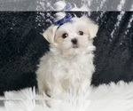 Puppy Weebit UABR Maltese