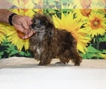 Spirit - Male Poodle (Toy) Puppy for Sale - Photo #5
