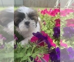 Small Photo #2 Shih Tzu Puppy For Sale in FORT WORTH, TX, USA