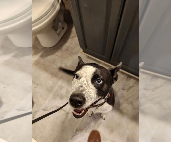 Medium Photo #4  Puppy For Sale in , 