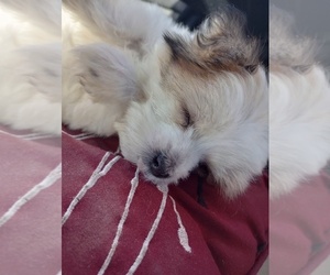 Morkie Puppy for sale in CARY, NC, USA