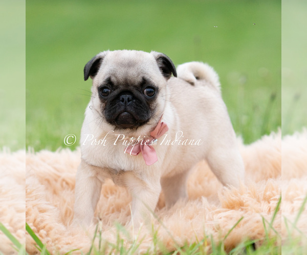 Medium Photo #13 Pug Puppy For Sale in WARSAW, IN, USA