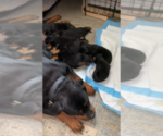 Small Photo #2 Rottweiler Puppy For Sale in JOLIET, IL, USA