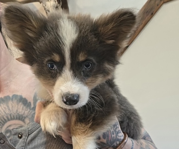 Medium Photo #1 Pembroke Welsh Corgi Puppy For Sale in MILTON, WI, USA