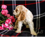 Small #6 Cocker Spaniel