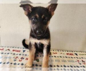 German Shepherd Dog-Siberian Husky Mix Puppy for sale in DURHAM, CT, USA