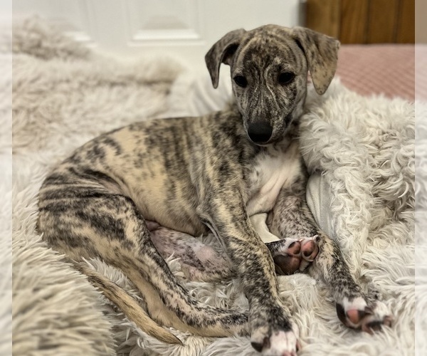 Medium Photo #4 Whippet Puppy For Sale in SOUTH SIOUX CITY, NE, USA