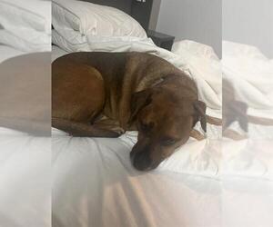 Boxer-Unknown Mix Dogs for adoption in San Antonio, TX, USA