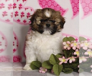 Shih Tzu Puppy for sale in FREDERICKSBURG, OH, USA