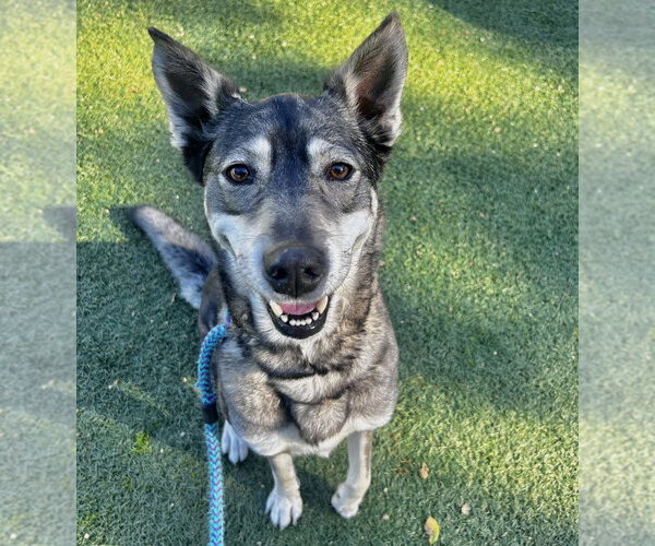 Medium Photo #3 German Shepherd Dog Puppy For Sale in Salinas, CA, USA
