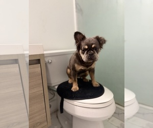 French Bulldog Puppy for Sale in VENTNOR CITY, New Jersey USA