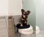 Small French Bulldog