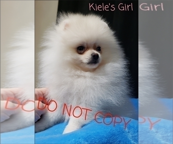 View Ad Pomeranian Puppy for Sale near Illinois, DOWNERS GROVE, USA