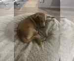 Small #5 Golden Retriever Mix