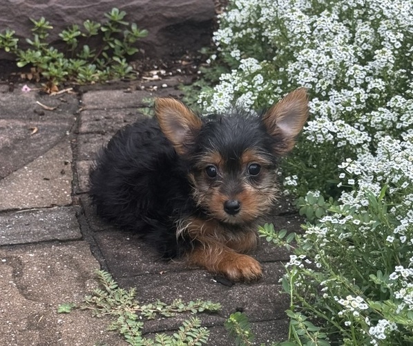 Medium Photo #2 Yorkshire Terrier Puppy For Sale in CANOGA, NY, USA