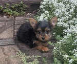 Small #1 Yorkshire Terrier