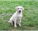 Whitney - Female Labrador Retriever Puppy for Sale - Photo #4