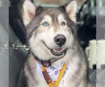 Small #4 Alaskan Malamute