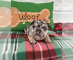 Small Photo #2 French Bulldog Puppy For Sale in STELLA, MO, USA