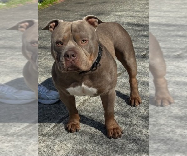 Medium Photo #1 American Bully Puppy For Sale in PEACHTREE CORNERS, GA, USA