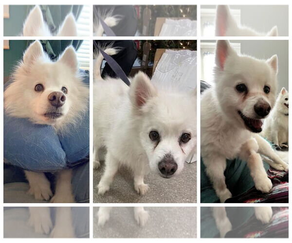 Medium Photo #8 American Eskimo Dog Puppy For Sale in Pikesville, MD, USA