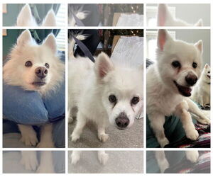 Auggie of FL (aka Alfredo) - Male American Eskimo Dog Dog for Adoption - Photo #8