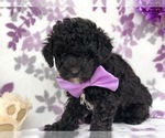 Small Photo #2 Poodle (Miniature) Puppy For Sale in CLAY, PA, USA