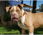 Small #7 American Staffordshire Terrier Mix