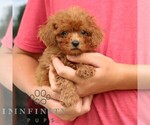 Small #3 Cavapoo (Miniature)