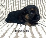 Puppy Brown Male German Shepherd Dog