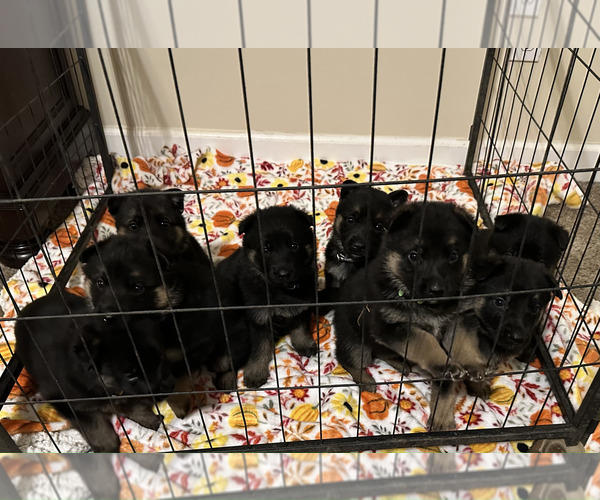 Medium Photo #1 German Shepherd Dog Puppy For Sale in COWARTS, AL, USA
