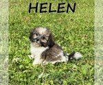 Small #2 Shih-Poo
