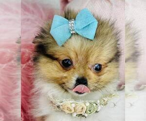 Pomeranian Puppy for sale in WEST PALM BEACH, FL, USA
