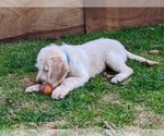 Small Photo #3 Miniature Labradoodle Puppy For Sale in STEVENS, PA, USA