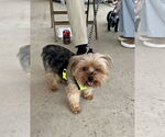 Small #3 Mutt