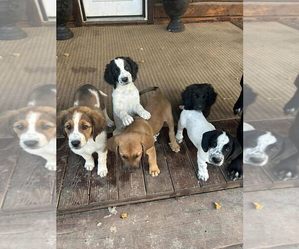Medium Photo #2 Retriever -Saint Bernard Mix Puppy For Sale in Aurora, IN, USA