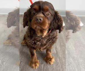 Buster - Male Cavalier King Charles Spaniel Dog for Adoption - Photo #5