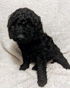 Medium Photo #9 Goldendoodle Puppy For Sale in ROSCOE, IL, USA