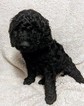 Small Photo #9 Goldendoodle Puppy For Sale in ROSCOE, IL, USA