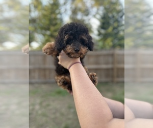 Poodle (Toy) Puppy for sale in VALRICO, FL, USA